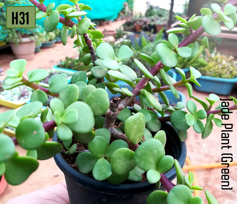 Elephant Bush Jade