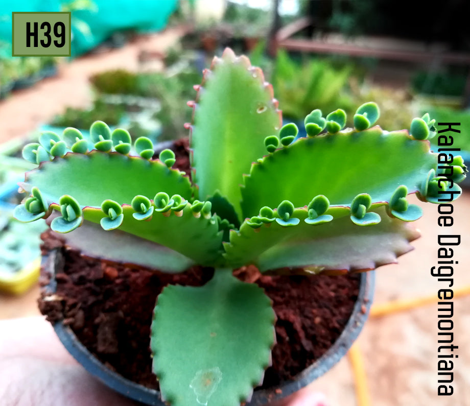 Kalanchoe Laetivirens "mother of thousand"