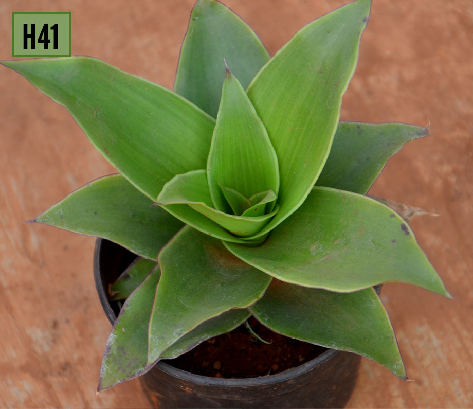 Callisia Fragrans