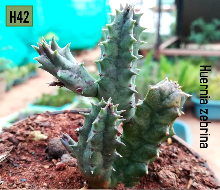 Euphorbia Fimbriata