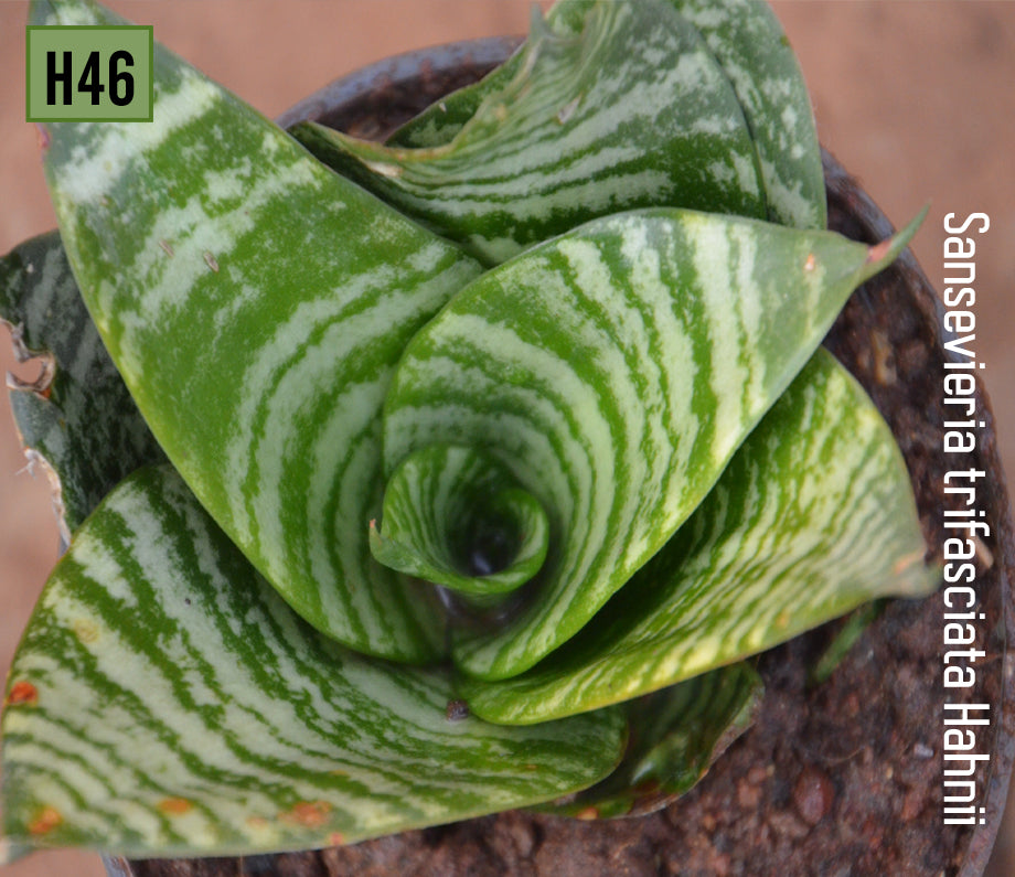 Sansevieria