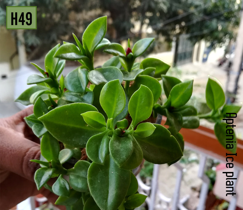 Baby Sun Rose | Aptenia Cordifolia Green