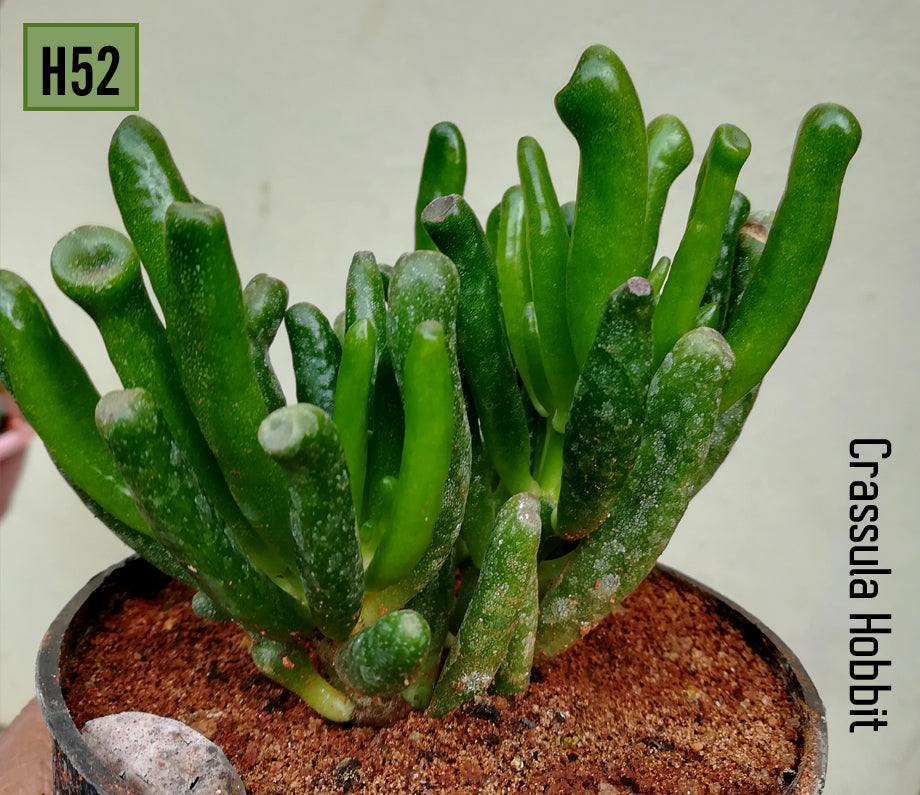 Crassula Hobbit