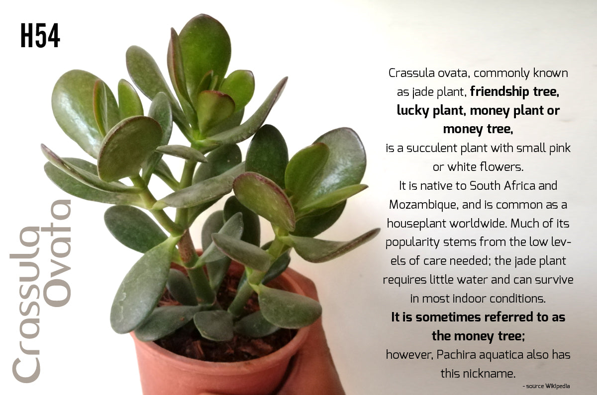 Crassula ovata