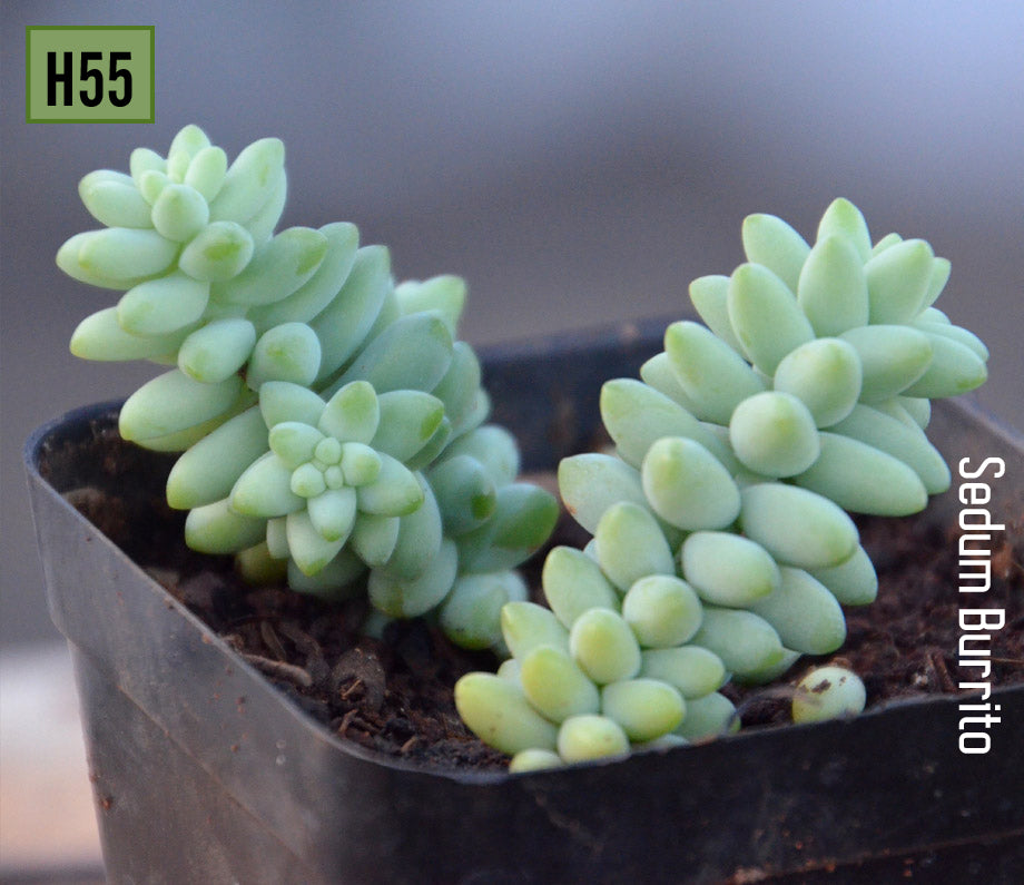 Sedum Burrito