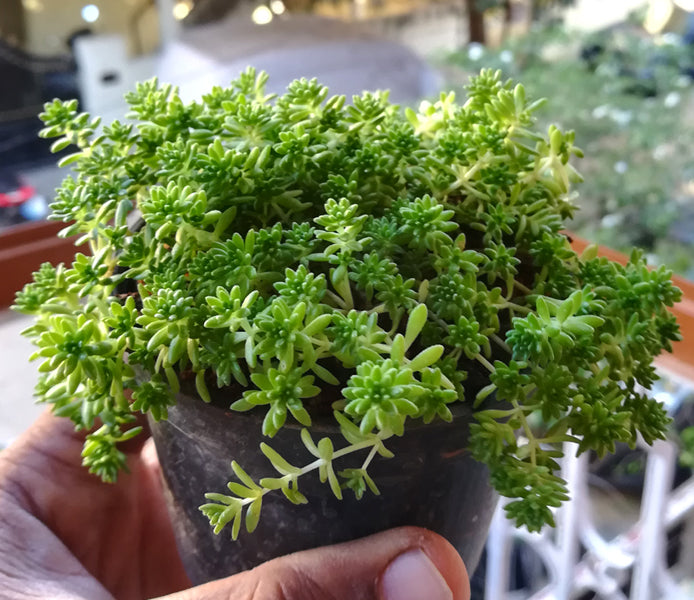 Sedum Green Mini