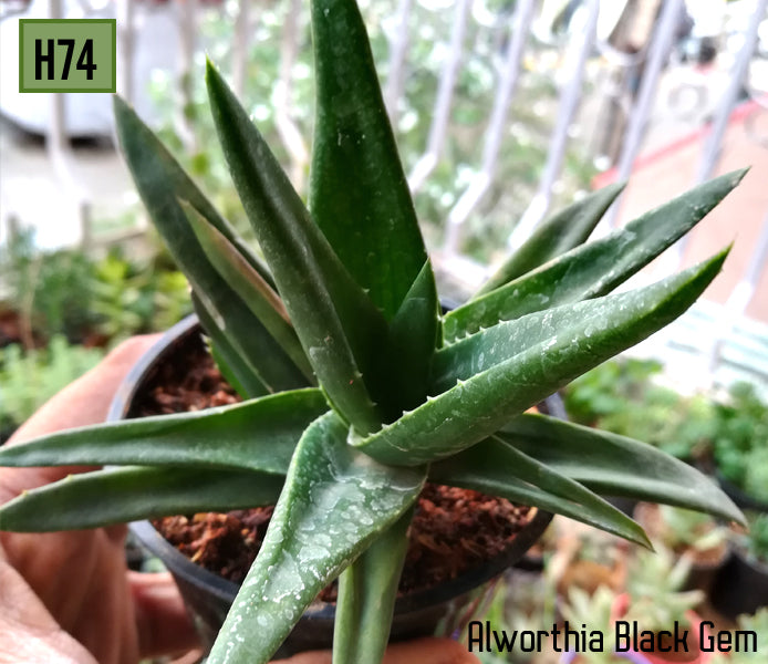 Aloe Gastrolea