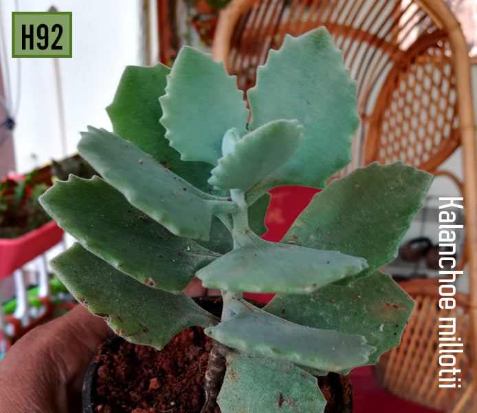 Kalanchoe Kalamill Millotii