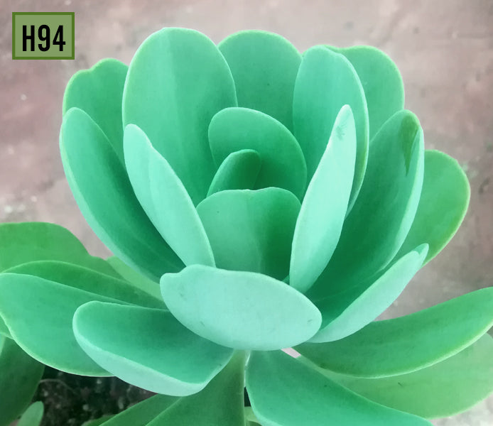 Kalanchoe tetraphylla green- H94