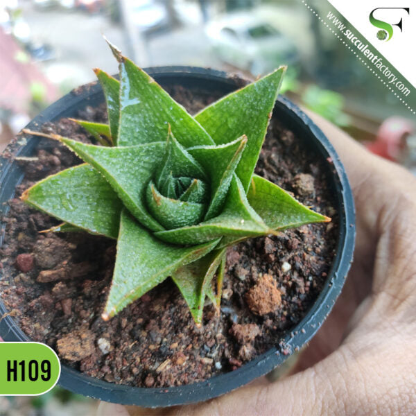Haworthia - H109