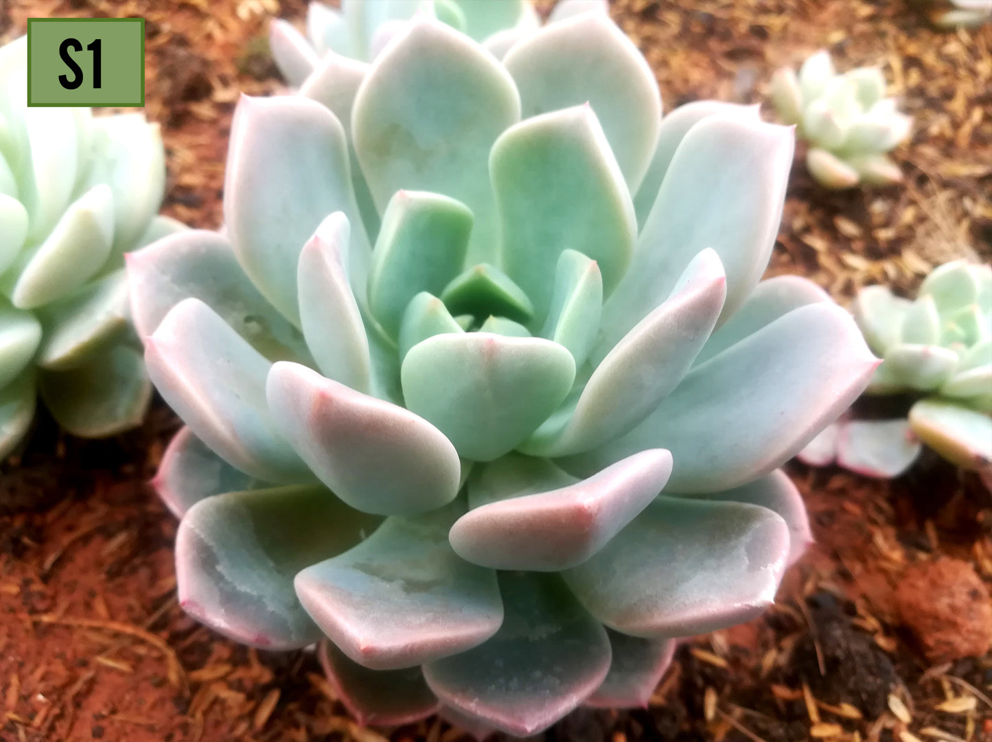 Echeveria Elegans