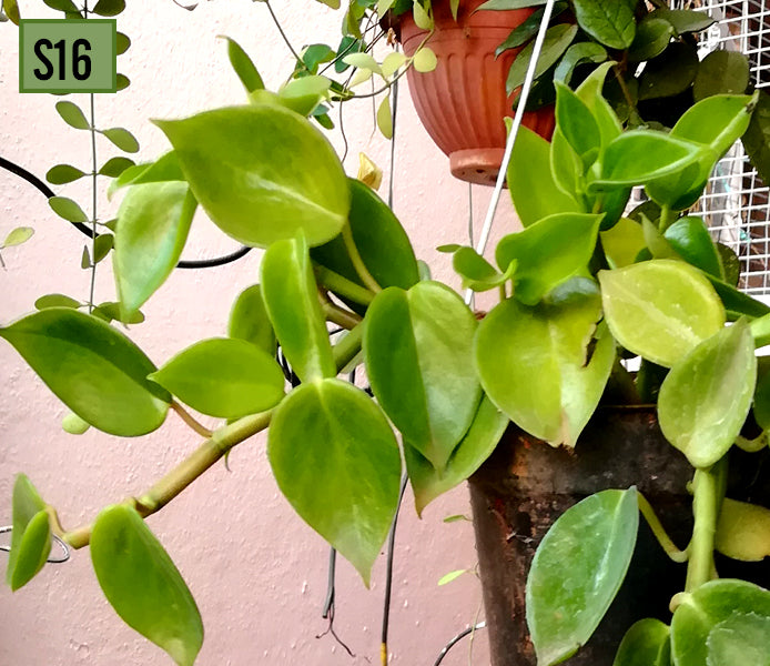 Cupid Peperomia
