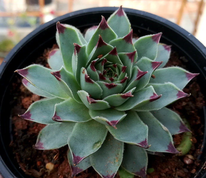 Sempervivum 'Red Beauty' (Hens & Chicks) - S19