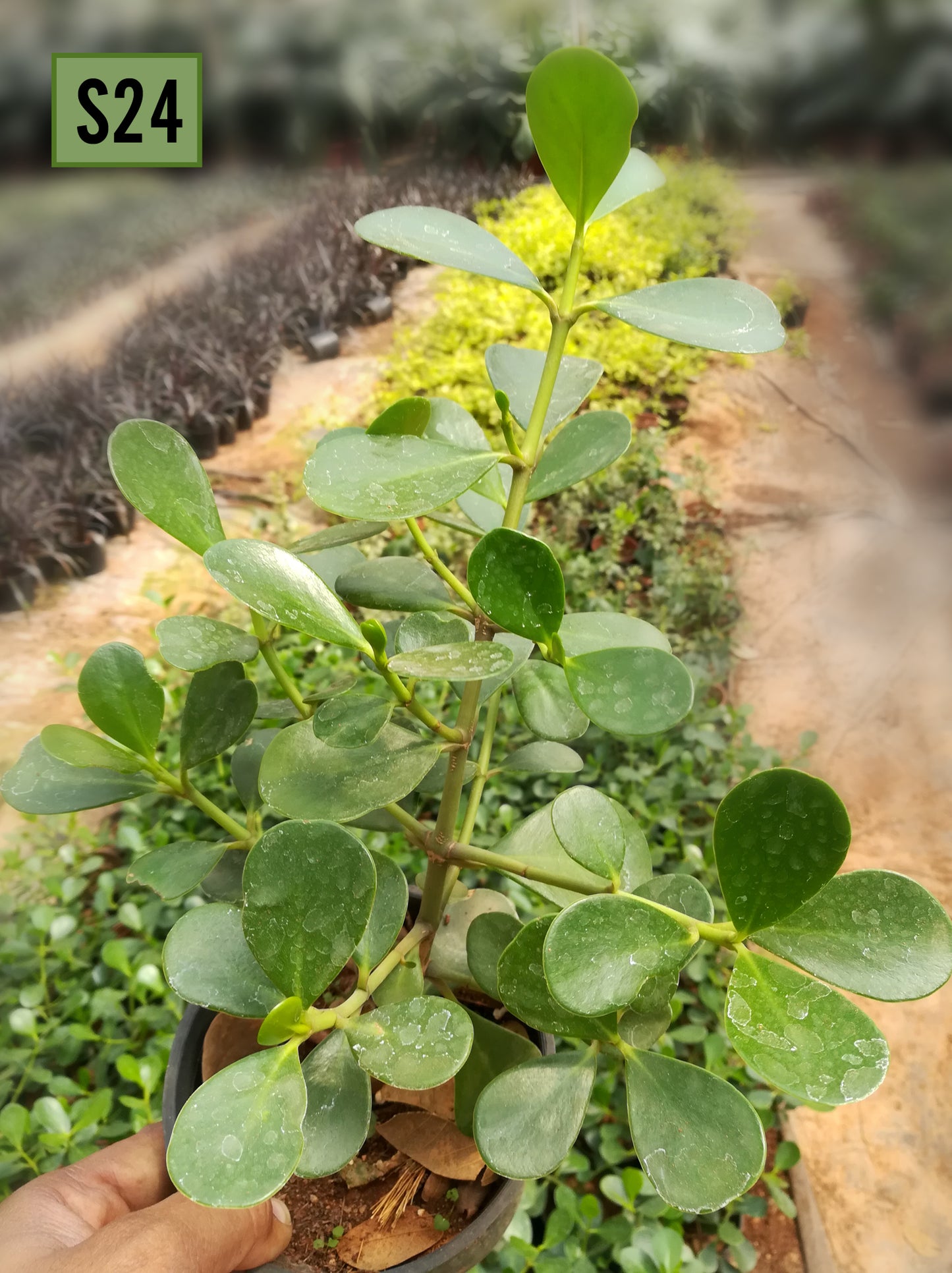 Ficus Microcarpa