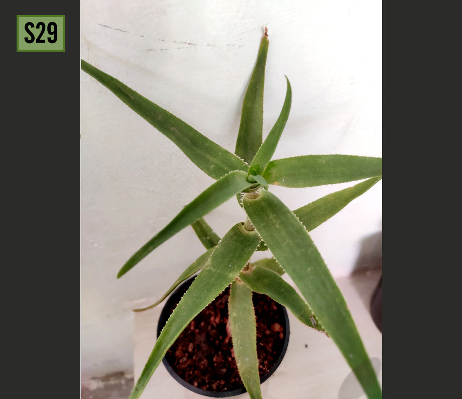 Aloe Ciliaris