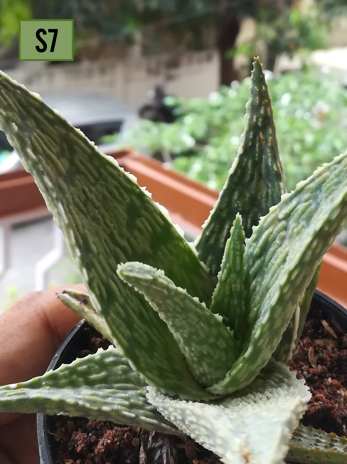 Aloe Christmas Carol