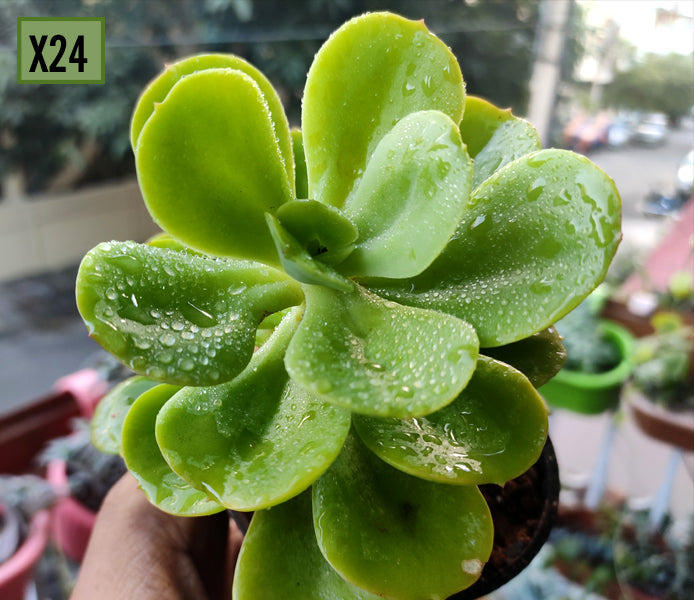 Echeveria Green Spoon
