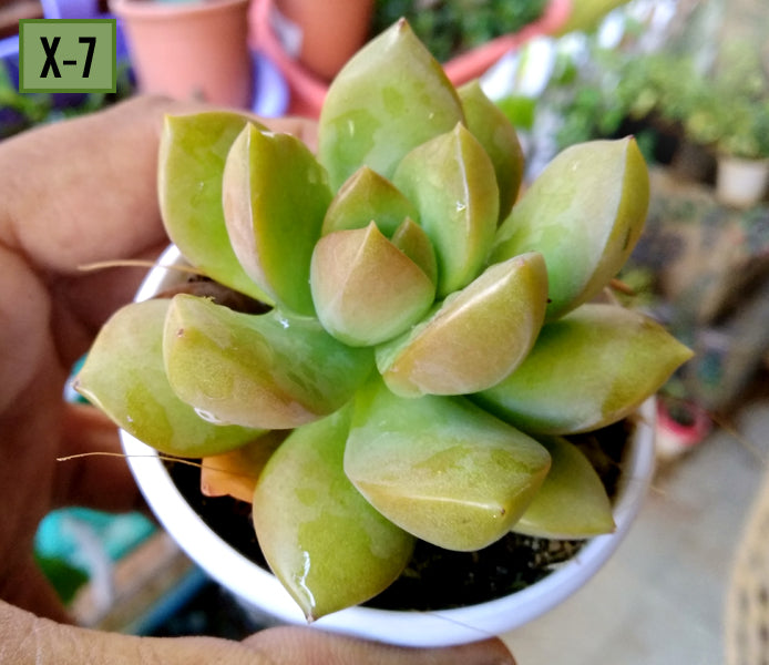 golden glow succulent Sedum adolphi 'Golden Glow' – Succulent Factory India