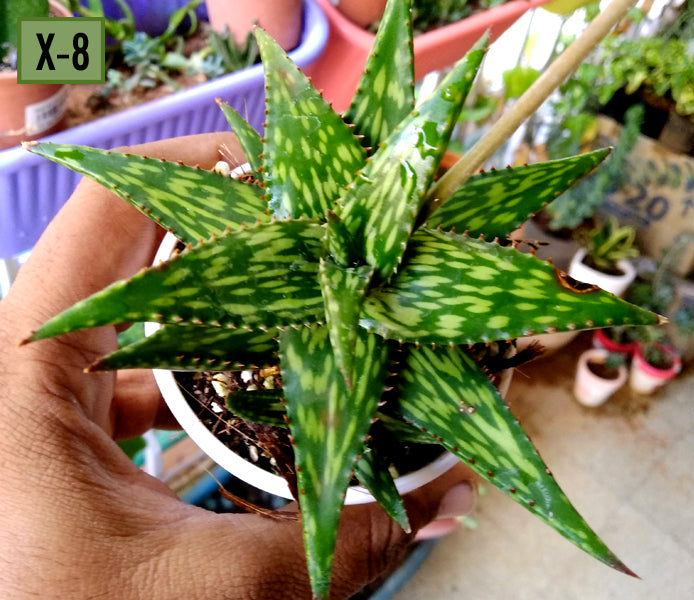 Aloe Piranha – Succulent Factory India