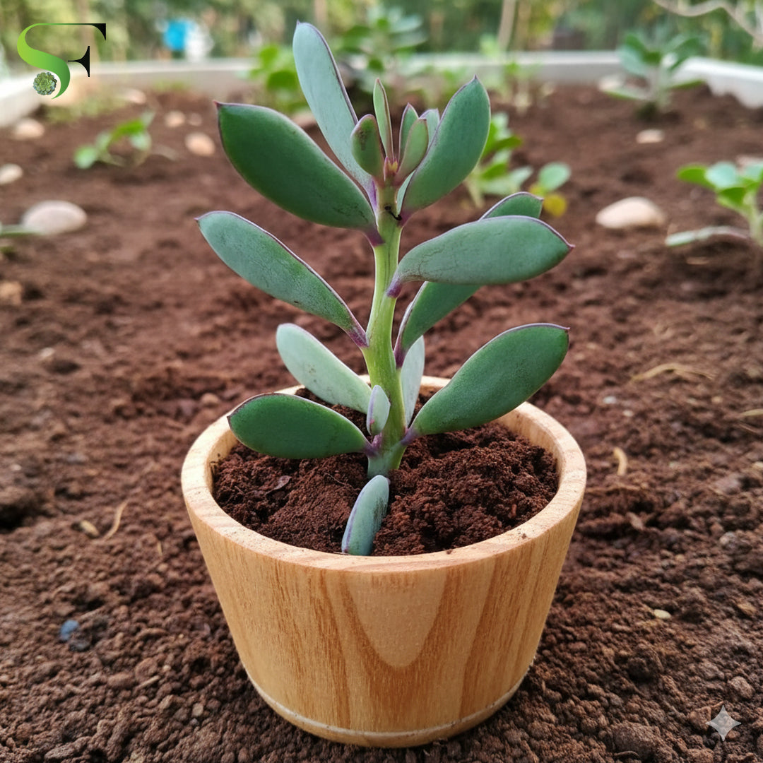 www.succulent factory.com Kalanchoe – Succulent Factory India