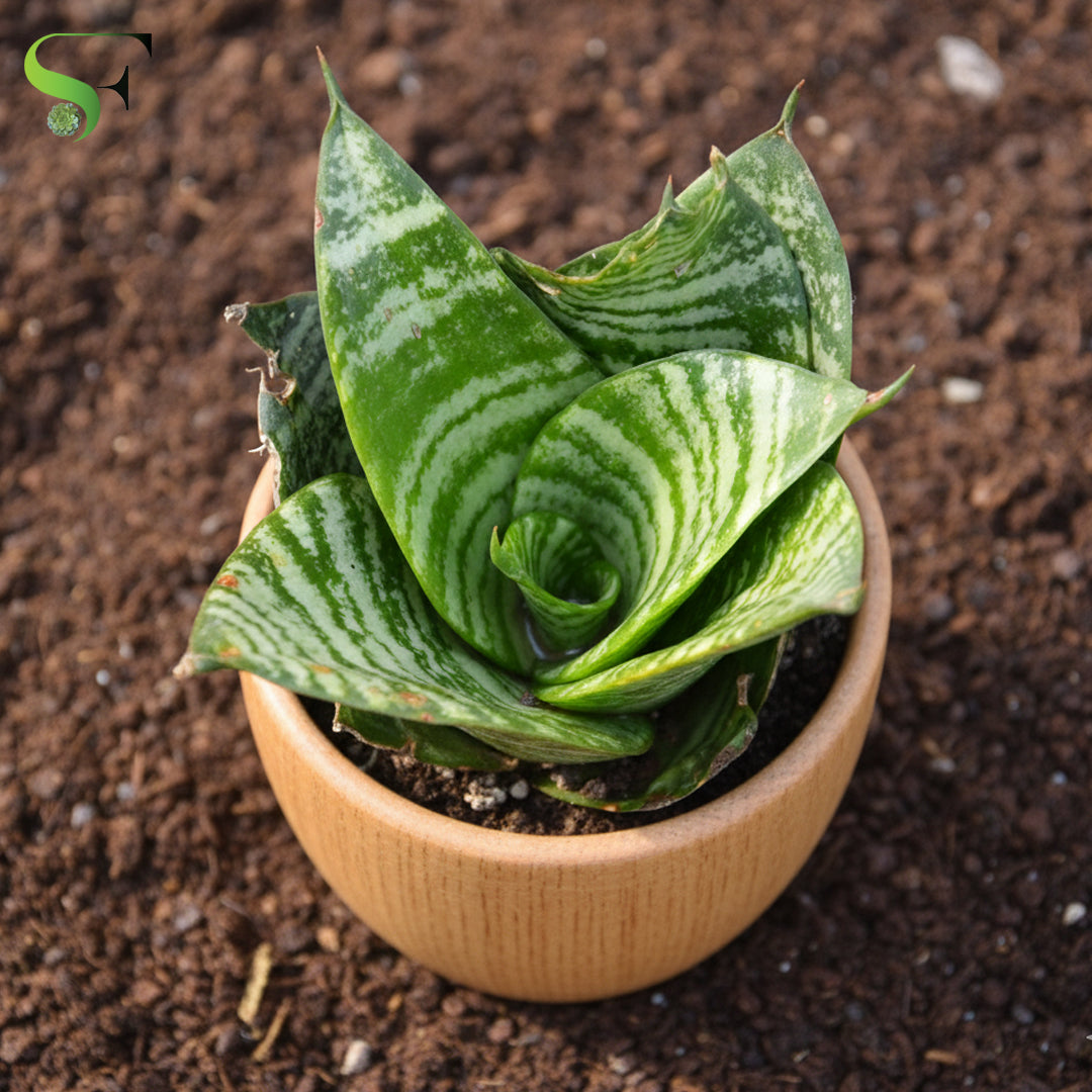 Sansevieria – Succulent Factory India