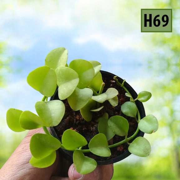 Hoya - h69