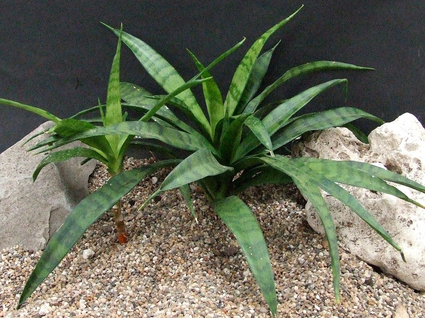 Sansevieria (205)