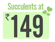 Succulents at Rs.149