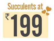 Succulents at Rs.199