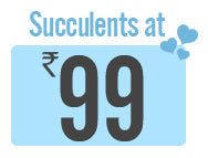 Succulents at Rs.99