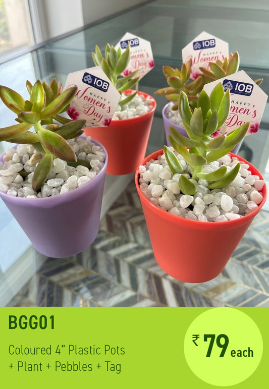 BGG01