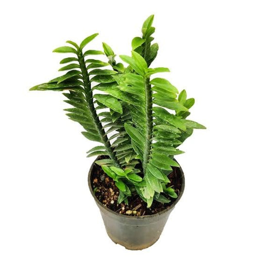 Pedilanthus tithymaloides – Devil's Backbone 201