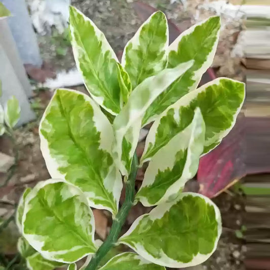 Euphorbia Tithymaloides 202