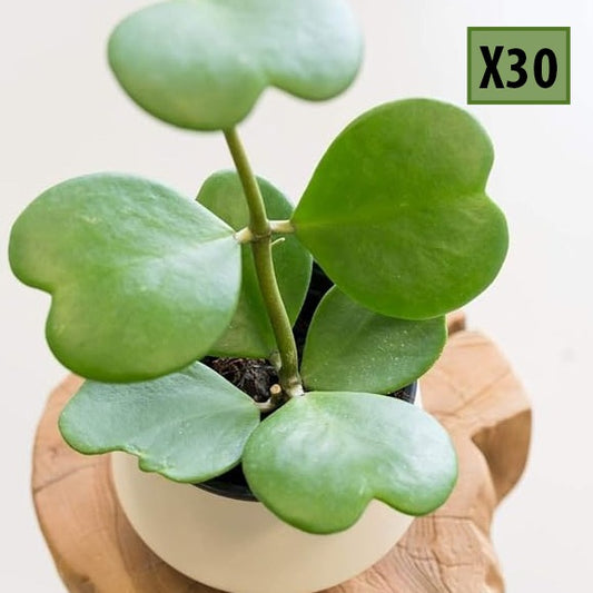 Hoya kerrii - X30