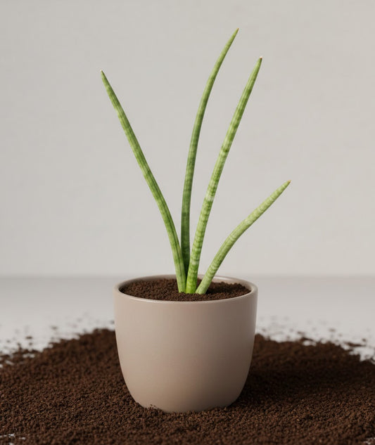 Sansevieria cylindrica