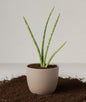 Sansevieria cylindrica