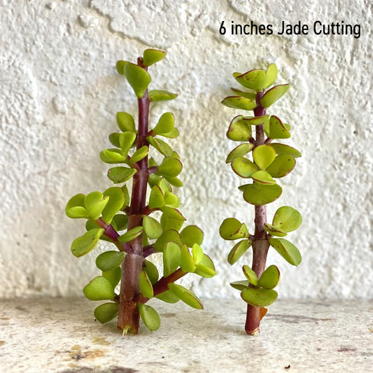Jade Cutting - 6 inches - 250 Cuttings