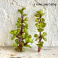 Jade Cutting - 6 inches - 250 Cuttings