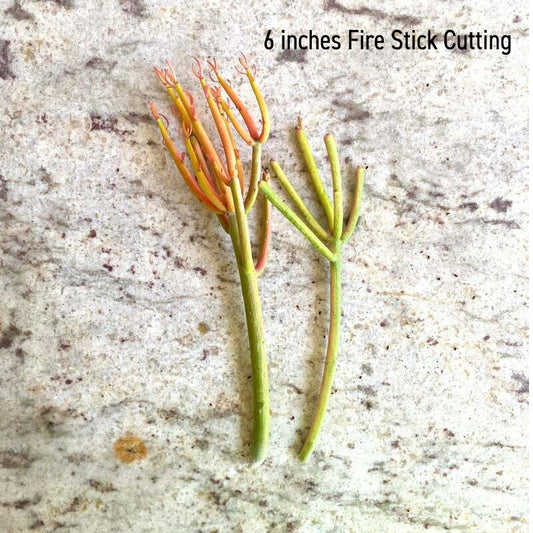Fire Stick Cutting - 6 inches - 250 Cuttings