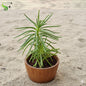 Senecio Talinoides (Green Chalk Sticks)