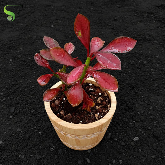 Euphorbia Bicompacta