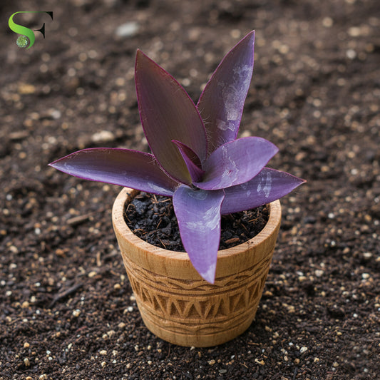 Purple Queen Setcresea