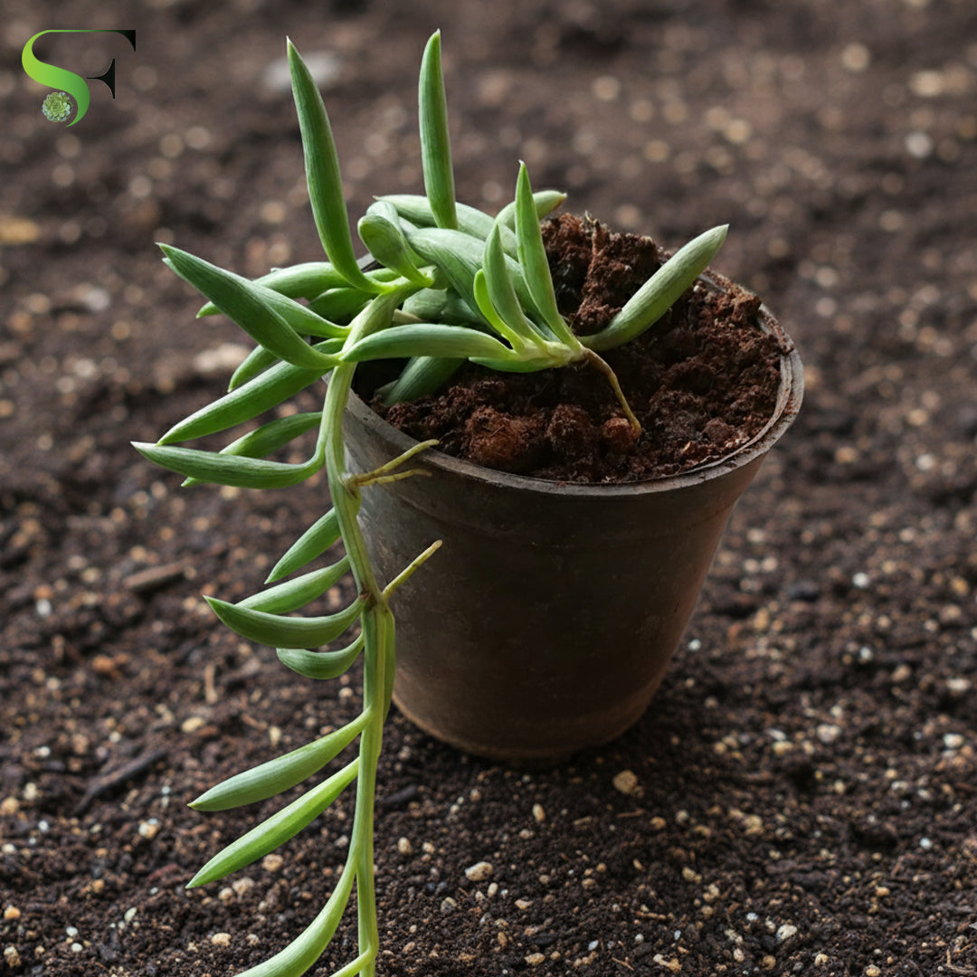 Senecio radicans “String of Bananas”