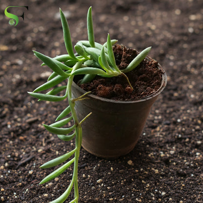 Senecio radicans “String of Bananas”