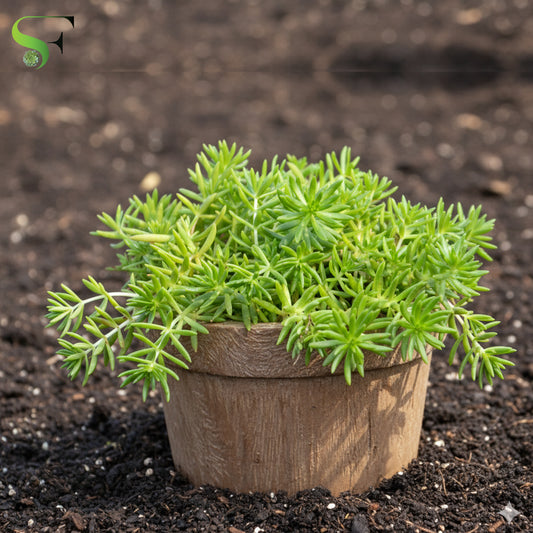 Sedum Angelina (Green) - H27