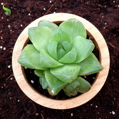 Haworthia Cymbiformis - H3