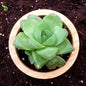 Haworthia Cymbiformis - H3