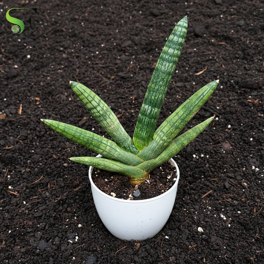 Sansevieria Cylindrica Boncel | Snake Plant - H300