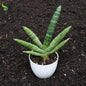 Sansevieria Cylindrica Boncel | Snake Plant - H300