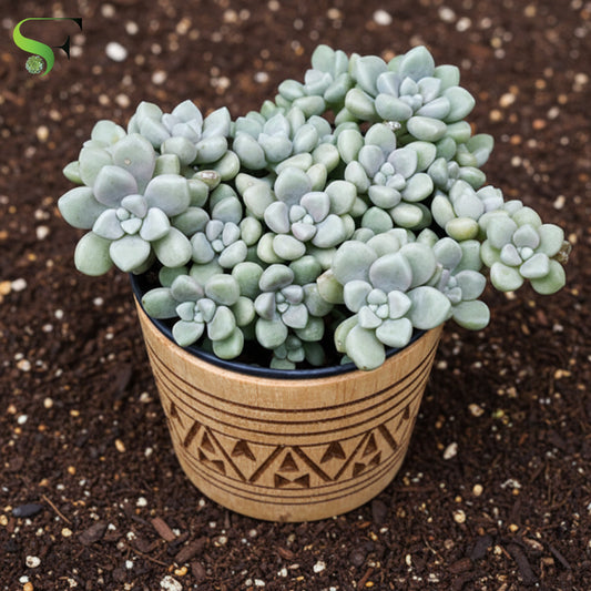 Sedum